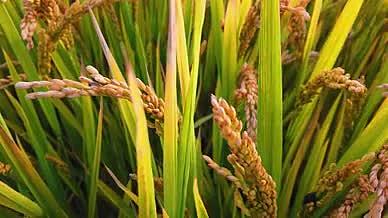 高清拍摄成熟的稻田和麦穗视频的预览图